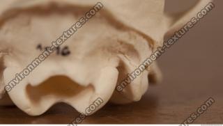 photo reference of skull 0032